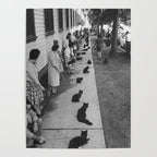 Black Cats Auditioning in Hollywood black and white photograph Poster Gallery Image 4