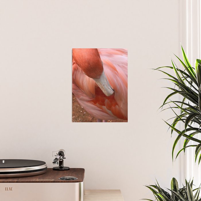 Flamingo Poster Gallery Image 2