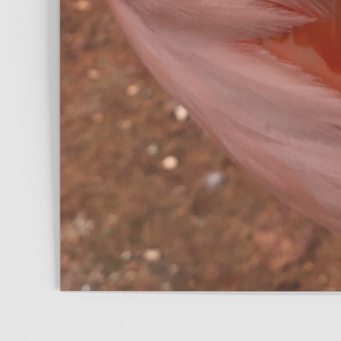 Flamingo Poster Gallery Image 3