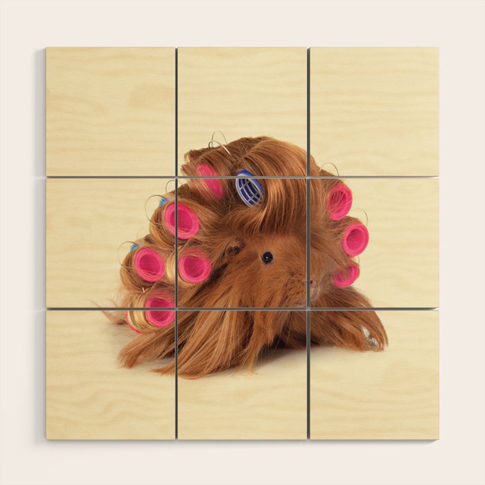 CURLY GUINEA PIG Wood Wall Art Gallery Image 1