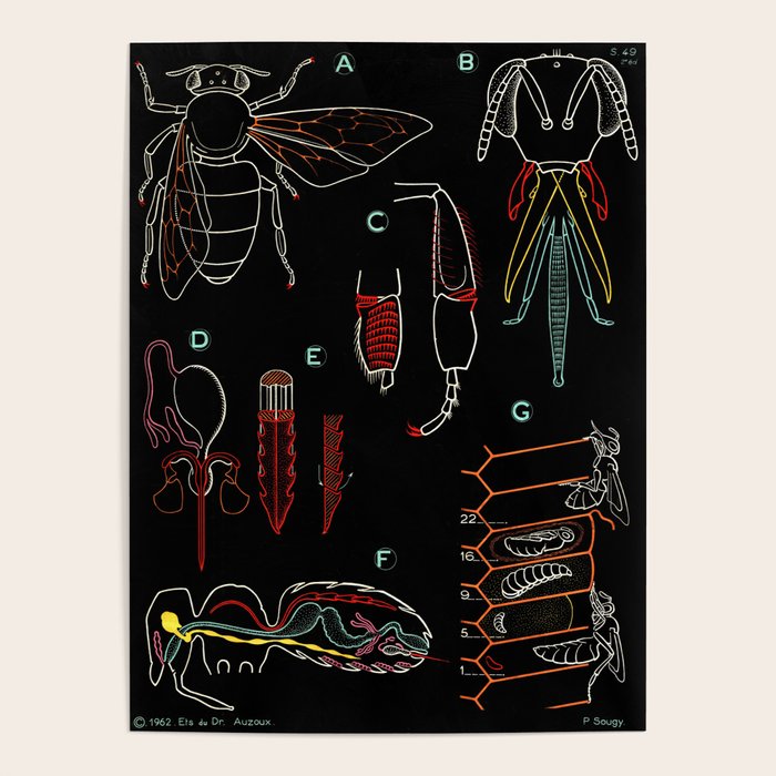 Paul Sougy: The Bee, 1962 (proceeds benefit The Nature Conservancy) Poster Gallery Image 4