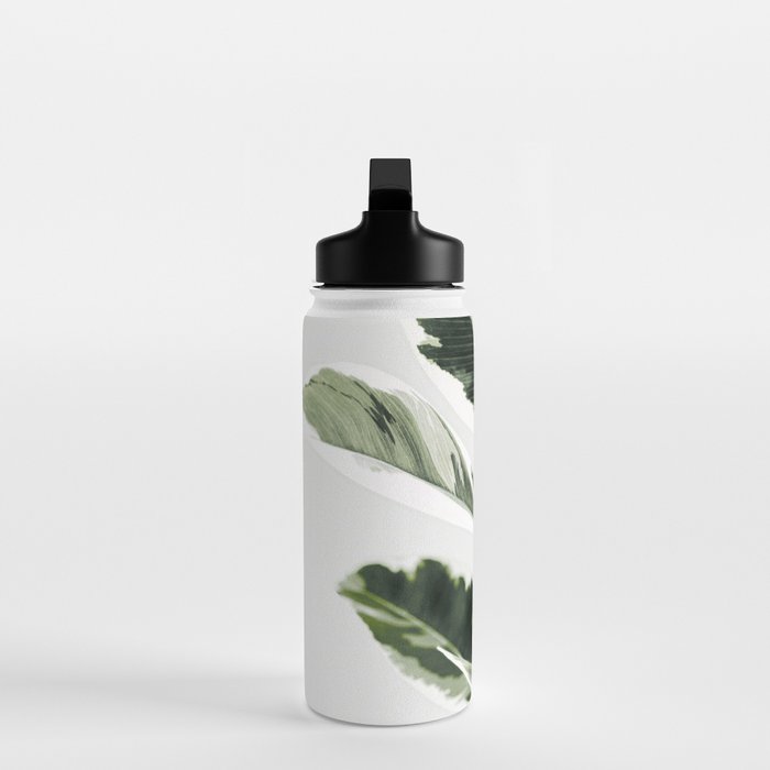 Ficus  Water Bottle Gallery Image 3