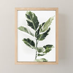 Ficus  Mini Art Print Gallery Image 1