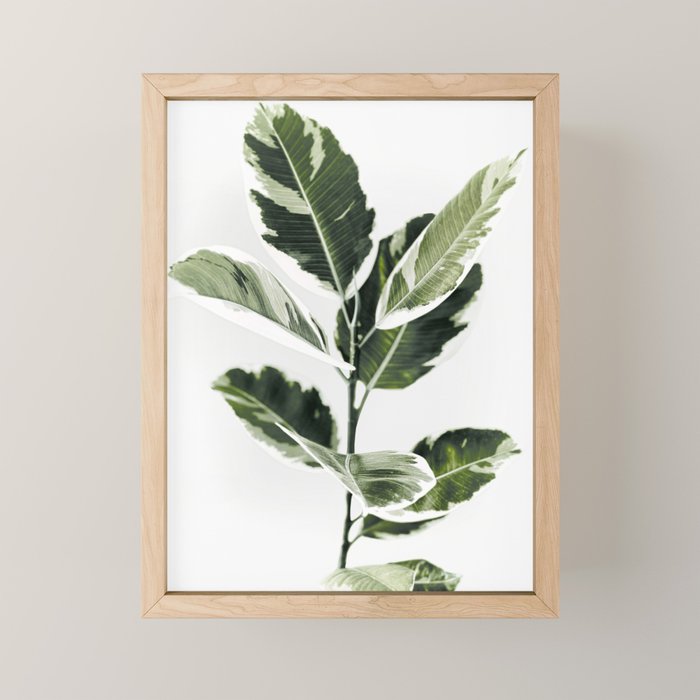 Ficus  Mini Art Print Gallery Image 1