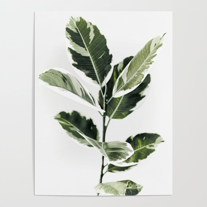 Ficus  Poster Gallery Image 1
