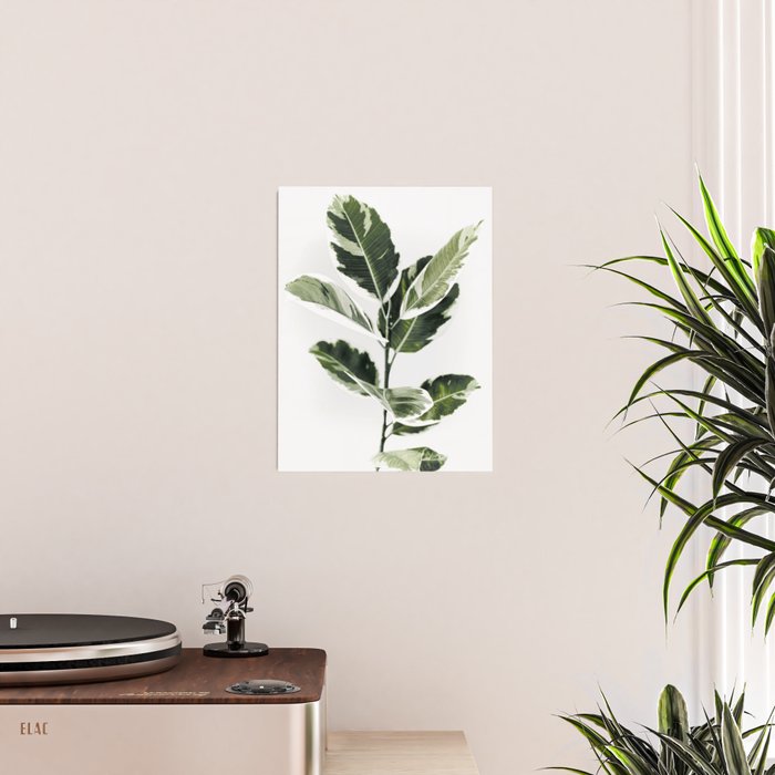 Ficus  Poster Gallery Image 2
