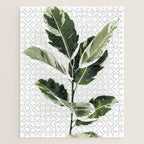 Ficus  Jigsaw Puzzle Gallery Image 1