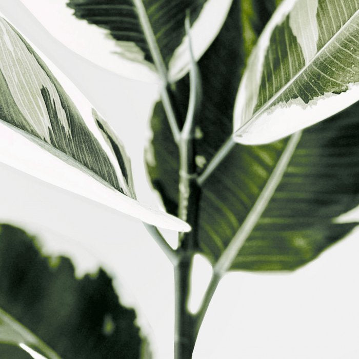 Ficus  Coffee Mug Gallery Image 2
