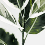 Ficus  Coffee Mug Gallery Image 2
