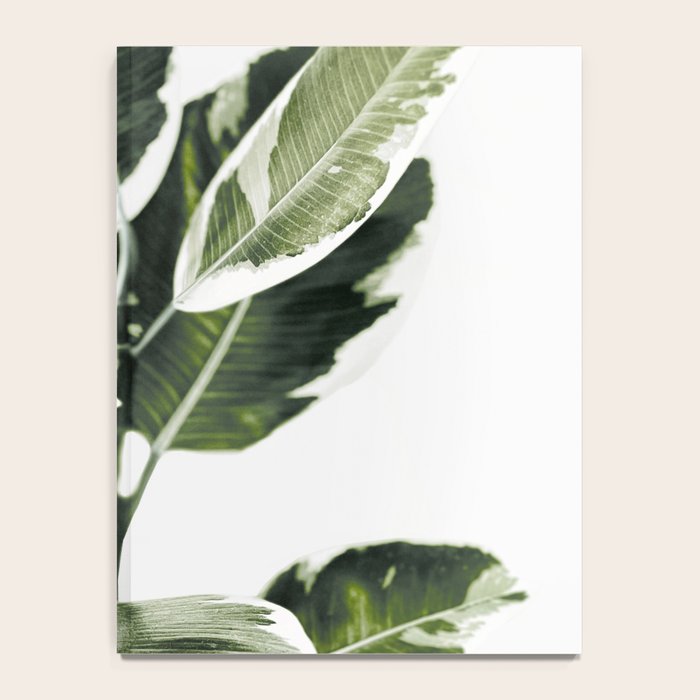 Ficus  Notebook Gallery Image 4