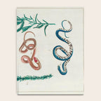 Seba Albertus Snakes With Plants  Notebook Gallery Image 4