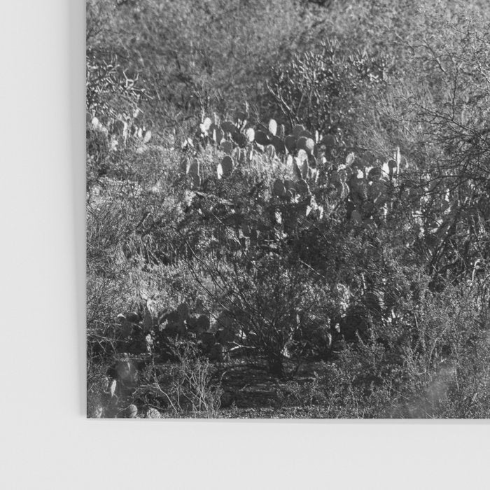 Arizona Landscape Photography x Saguaro National Park Poster Gallery Image 3