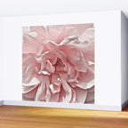 Pink Blush Rose Wall Mural Gallery Image 2