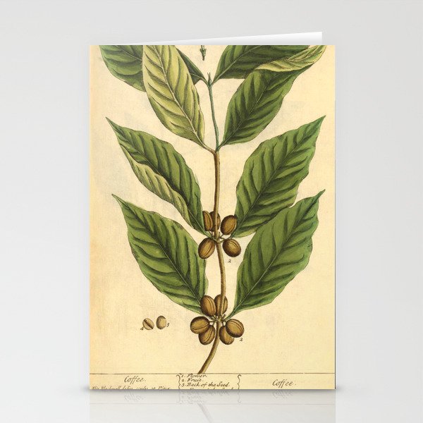 Coffee by Elizabeth Blackwell from "A Curious Herbal," 1737 (benefiting The Nature Conservancy) Stationery Card Gallery Image 2