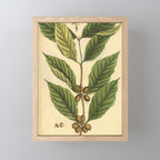 Coffee by Elizabeth Blackwell from "A Curious Herbal," 1737 (benefiting The Nature Conservancy) Mini Art Print Gallery Image 1