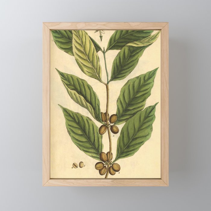 Coffee by Elizabeth Blackwell from "A Curious Herbal," 1737 (benefiting The Nature Conservancy) Mini Art Print Gallery Image 1