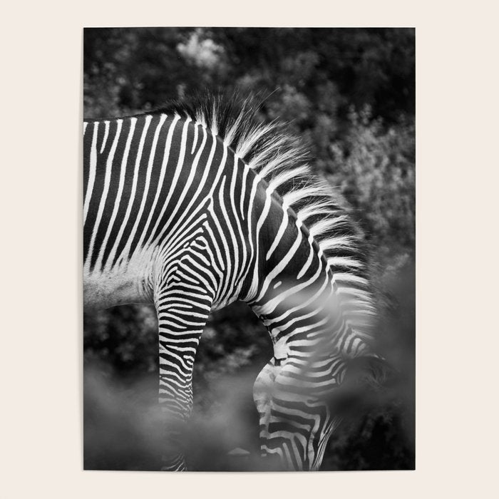 Zebra Abstract Black and White Fine Art Photography Poster Gallery Image 4