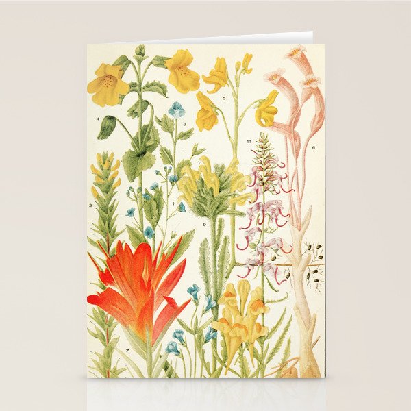Wildflowers from "Rocky Mountain Flowers" (1914) by Edith Clements (benefitting The Nature Conservancy) Stationery Card Gallery Image 1