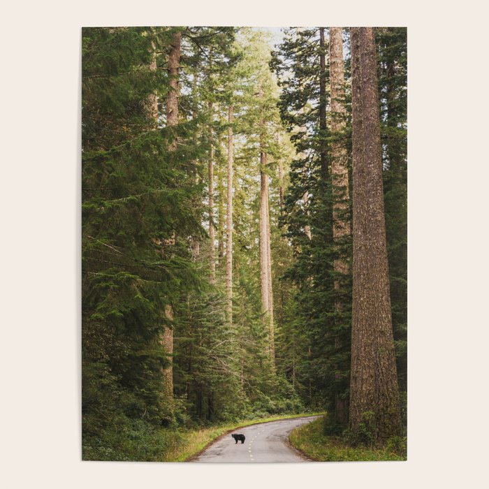 Redwood Forest Black Bear Adventure - National Parks Nature Photography Poster Gallery Image 4