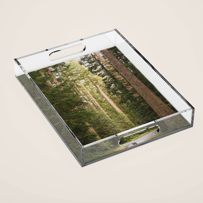Redwood Forest Black Bear Adventure - National Parks Nature Photography Acrylic Tray Gallery Image 1
