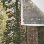 Redwood Forest Black Bear Adventure - National Parks Nature Photography Wall Tapestry Gallery Image 3