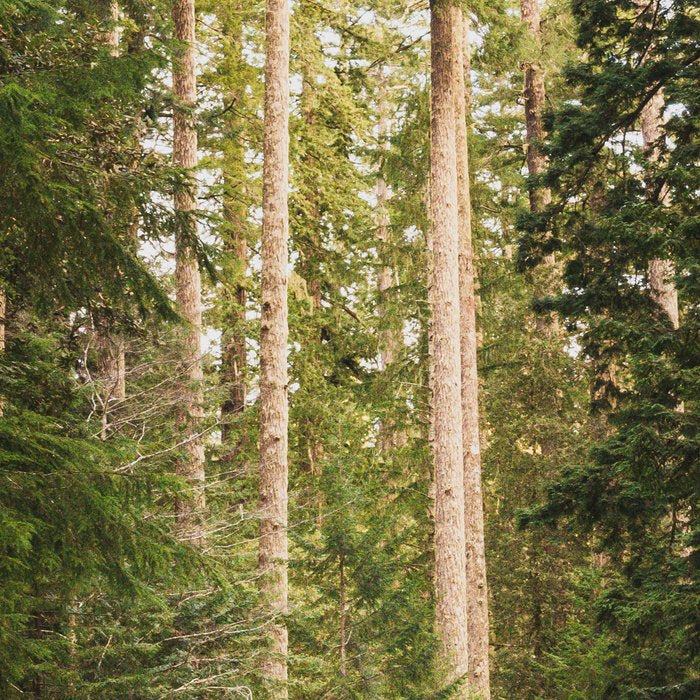 Redwood Forest Black Bear Adventure - National Parks Nature Photography Coffee Mug Gallery Image 2