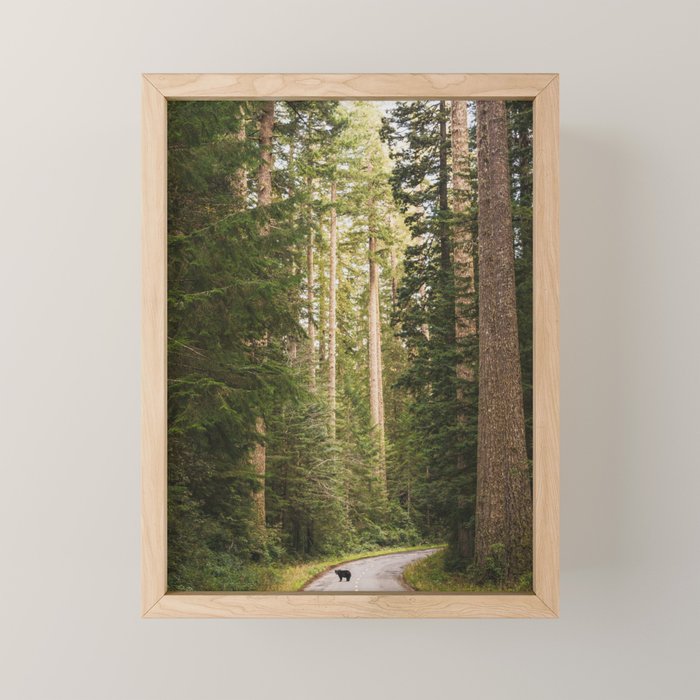 Redwood Forest Black Bear Adventure - National Parks Nature Photography Mini Art Print Gallery Image 1