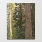 Redwood Forest Black Bear Adventure - National Parks Nature Photography Notebook Gallery Image 4