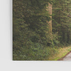Redwood Forest Black Bear Adventure - National Parks Nature Photography Poster Gallery Image 3