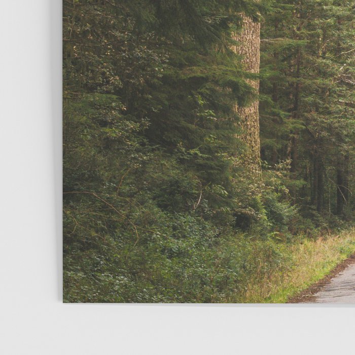 Redwood Forest Black Bear Adventure - National Parks Nature Photography Poster Gallery Image 3