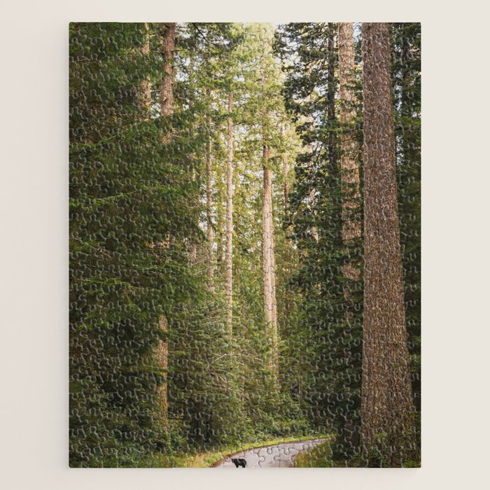 Redwood Forest Black Bear Adventure - National Parks Nature Photography Jigsaw Puzzle Gallery Image 1
