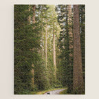 Redwood Forest Black Bear Adventure - National Parks Nature Photography Jigsaw Puzzle Gallery Image 1