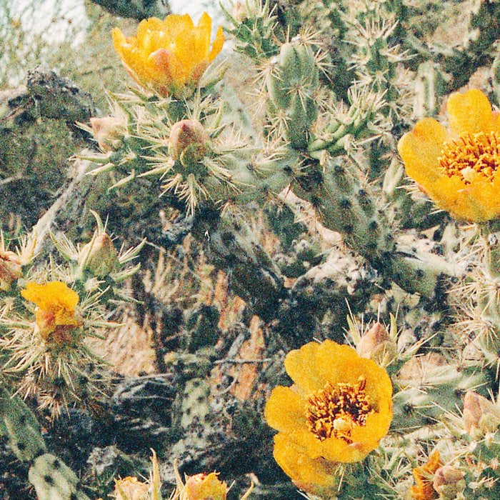 Buckhorn Cholla Cactus Flowers Coffee Mug Gallery Image 2