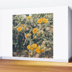Buckhorn Cholla Cactus Flowers Wall Mural Gallery Image 2