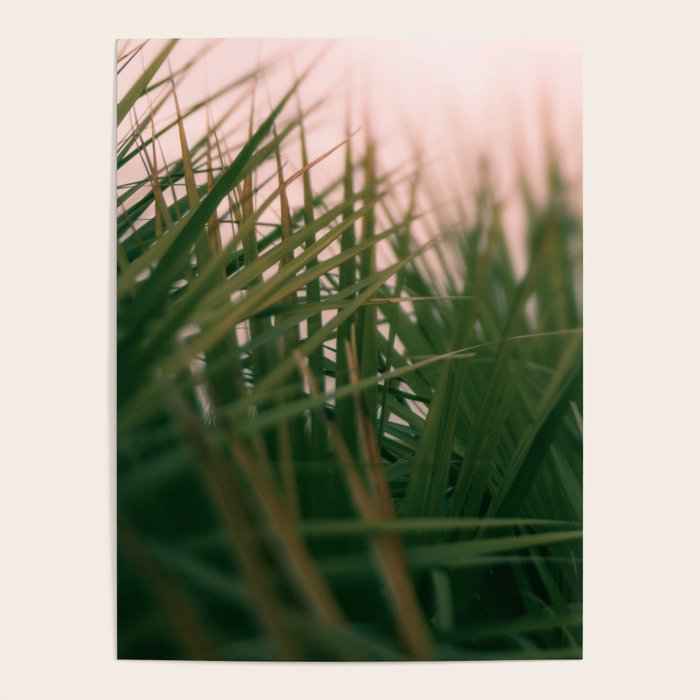 Sunset Palmettos Poster Gallery Image 1
