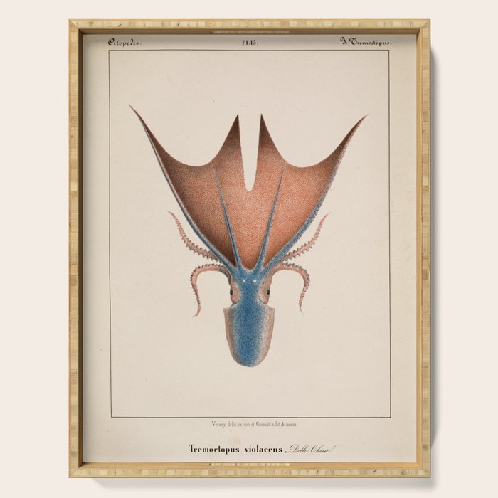 Art from "Mollusques Méditeranéens" by Jean Baptiste Vérany, 1851 (Benefitting The Nature Conservancy) Serving Tray Gallery Image 1