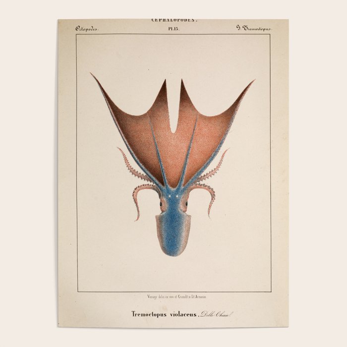 Art from "Mollusques Méditeranéens" by Jean Baptiste Vérany, 1851 (Benefitting The Nature Conservancy) Poster Gallery Image 4