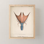 Art from "Mollusques Méditeranéens" by Jean Baptiste Vérany, 1851 (Benefitting The Nature Conservancy) Mini Art Print Gallery Image 1