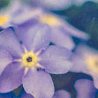 Forget Me Not Coffee Mug Gallery Image 2