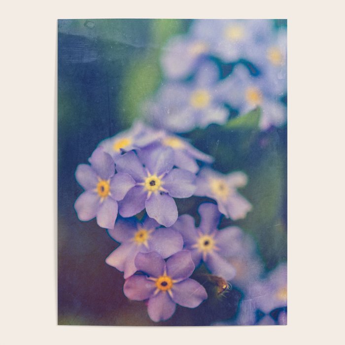 Forget Me Not Poster Gallery Image 4