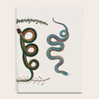 Albertus Seba Baby Breath Snakes  Notebook Gallery Image 4