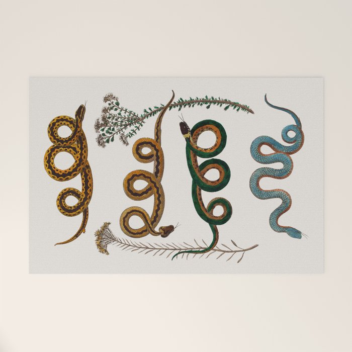 Albertus Seba Baby Breath Snakes  Welcome Mat Gallery Image 1