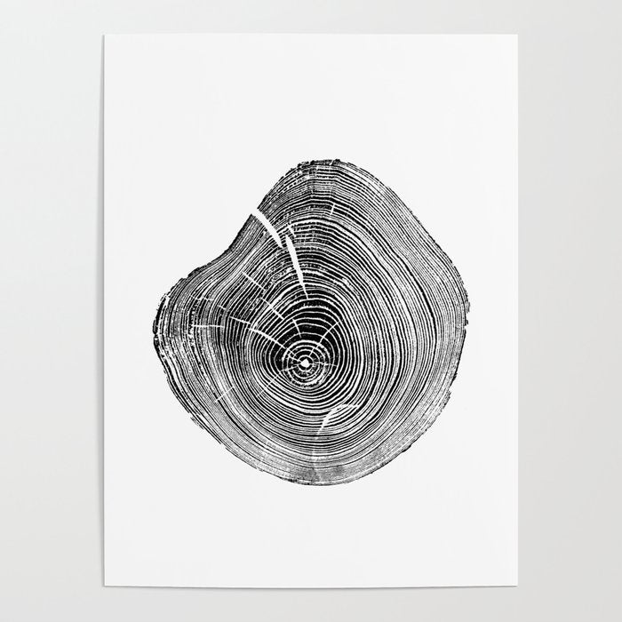 Loblolly Pine - Tree ring ink woodblock print Poster Gallery Image 4