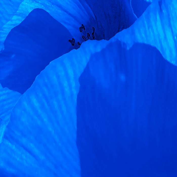 Blue Poppies #decor #society6 #buyart Coffee Mug Gallery Image 2