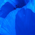 Blue Poppies #decor #society6 #buyart Coffee Mug Gallery Image 2