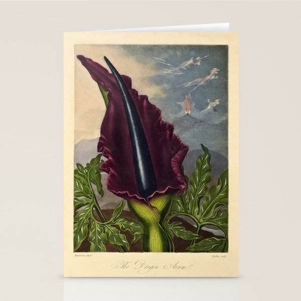 Dragon Arum (Arum Dracunculus) from "The Temple of Flora," 1812 (benefitting The Nature Conservancy) Stationery Card Gallery Image 2