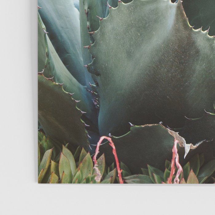 Desert Agave Poster Gallery Image 3
