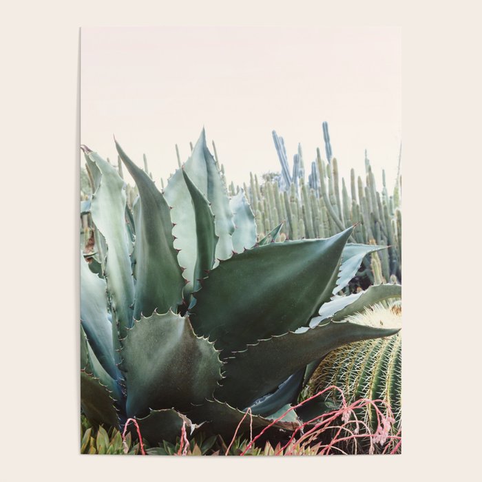 Desert Agave Poster Gallery Image 4