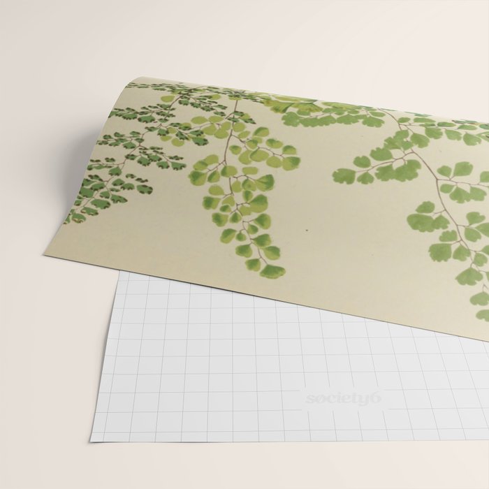 Maidenhair Ferns Wrapping Paper Gallery Image 2