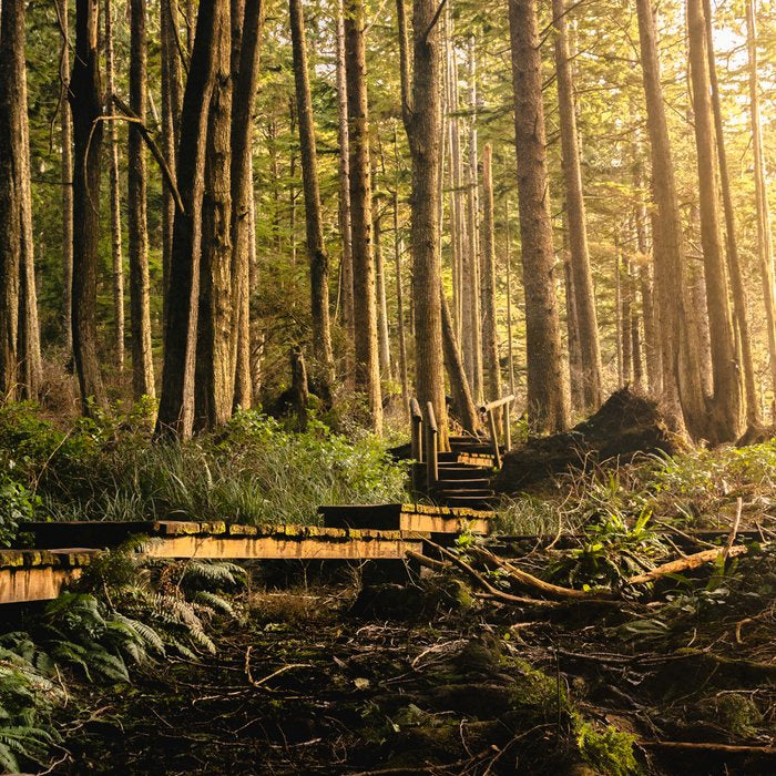 Forest Mountain Wanderlust Boardwalk - Nature Photography Coffee Mug Gallery Image 2